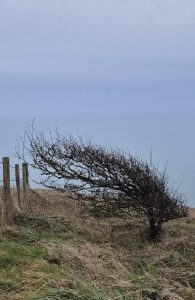 Tree shaped by coastal winds