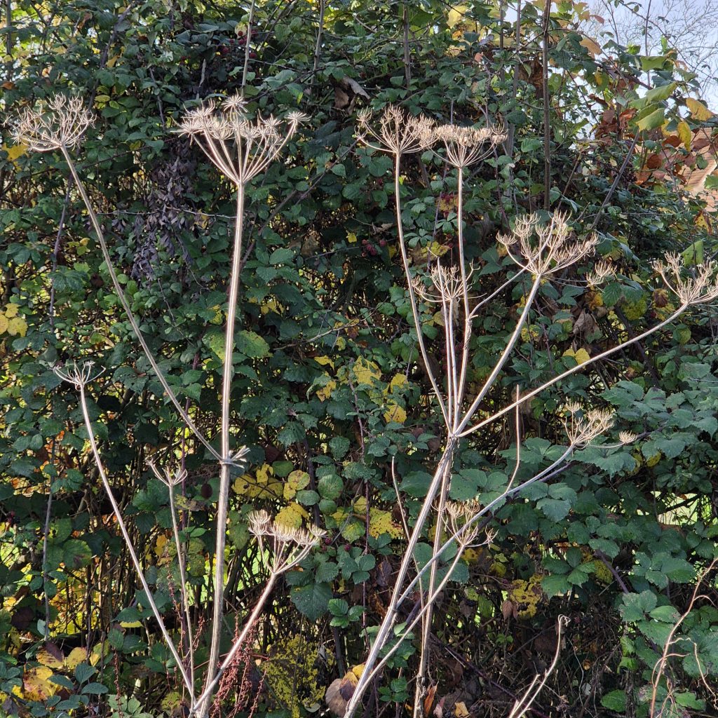 Seedheads against dark green hedge backdrop