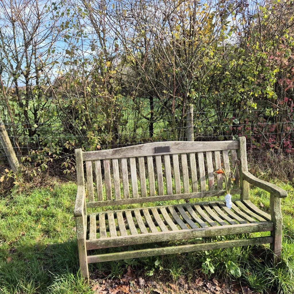 Solitary bench in nature 