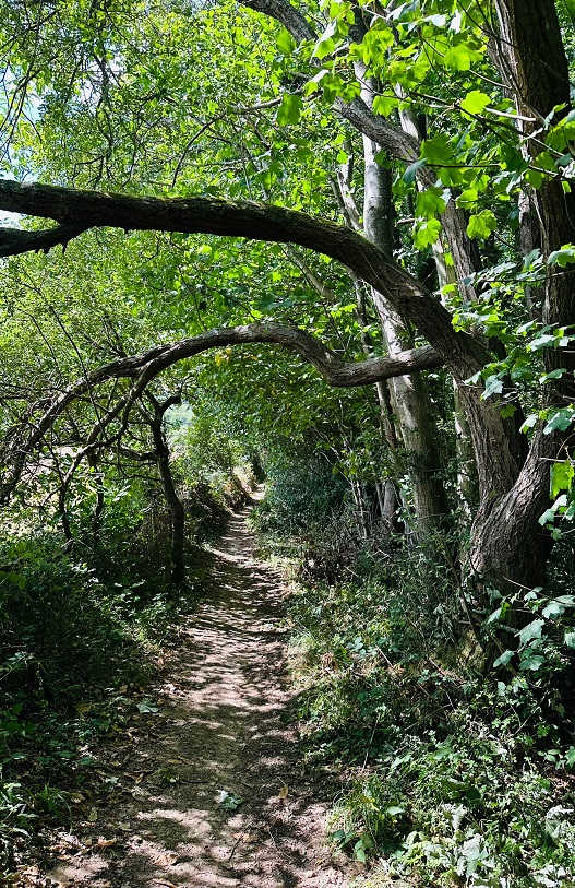Tree branches overhanging woodland path