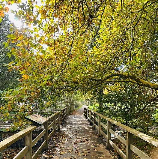 Wooden walkway in woodlands